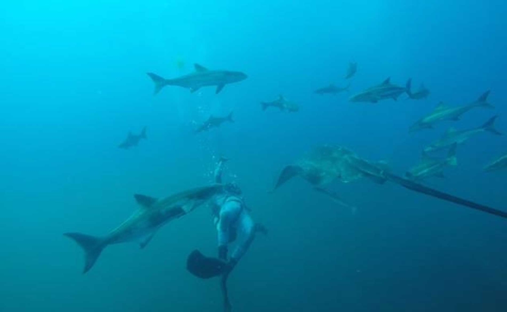 WB Diving: Wrightsville Beach Diving SCUBA Charters and Megalodon Teeth